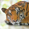 Tiger Blank Any Occasion Greeting Card