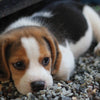 Gallery Beagle Puppy Blank Any Occasion Greeting Card