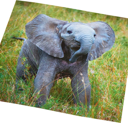 Elephant Design Blank Inside Card