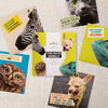 Multipack of 10 in 5 Photographic Designs Funny Birthday Cards