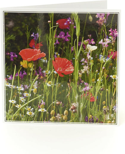 UK Greetings Rhs Wild Poppy Blank Greetings Card