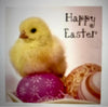 Pack of 5 Yellow Chick And Eggs Easter Cards