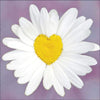 Daisy Heart Blank Inside All Occasion Card