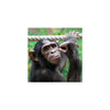 Chimpanzee 3D Holographic Open And Blank Card