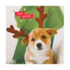 Christmas Charity Card Pack "Dog Antlers" Pack of 10