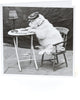 Funny Dog Birthday Card Blank Inside