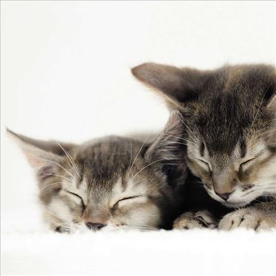 Photographic Cute Cat Couple Open And Blank Greeting Card