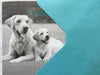 Monchrome Labradors Father's Day Greeting Card