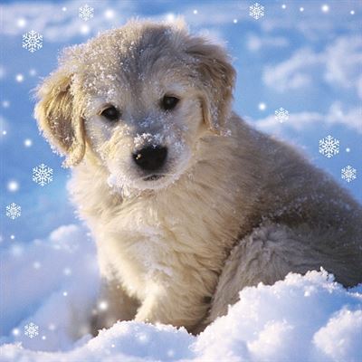 Golden Retriever In Snow Lenticular Christmas Card