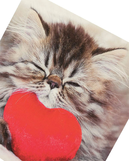 Cute Kitten Photographic Valentine's Day Card