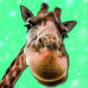 Nosey Giraffe 3D Holographic Lenticular Open And Blank Card