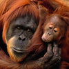 Orangutan And Baby Animates 3D Holographic Open And Blank Card