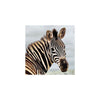 Amazing 3D Effect Holographic Zebra Design Greeting Card