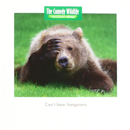 Funny Photographic Bear Hangover Joke Birthday Card