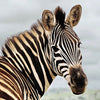 Amazing 3D Effect Holographic Zebra Design Greeting Card