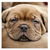 Dogue De Bordeaux Amazing 3D Effect Holographic Open And Blank Card