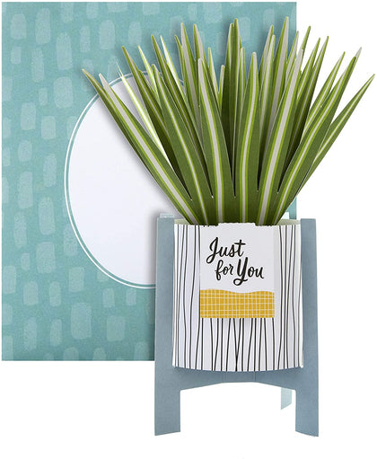 Contemporary Spider Plant Design Pop Up Card