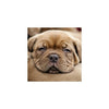 Dogue De Bordeaux Amazing 3D Effect Holographic Open And Blank Card