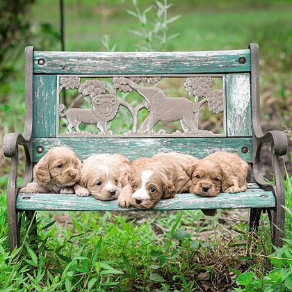 Puppies on bench Animates Design 3D Holographic Open And Blank Card