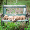 Puppies on bench Animates Design 3D Holographic Open And Blank Card